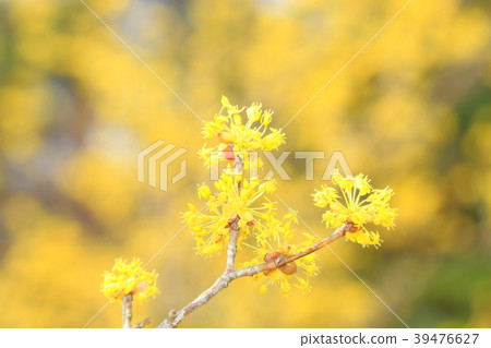 Sanshui in full bloom Sanshui in full bloom 39476627