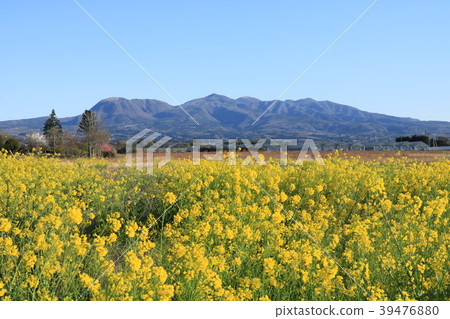 Mt. Akagi and rape blossoms Mt. Akagi and rape blossoms 39476880