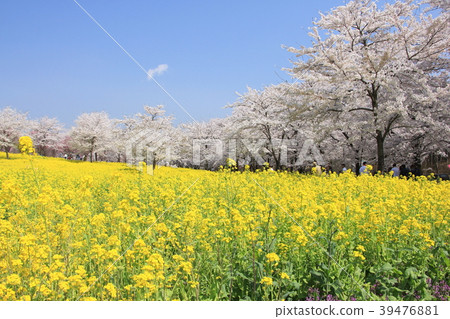 赤城南側Senbon-zakura 39476881