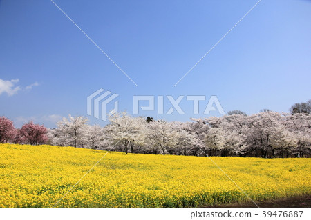 Akagi South side Senbon-zakura Akagi South side Senbon-zakura 39476887