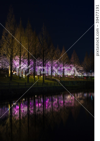 Tachikami flood control green space / cherry blossoms light up 39477191