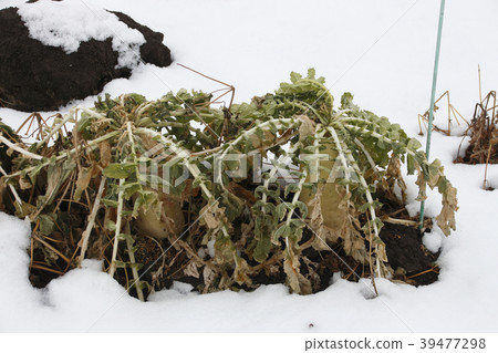 "Daikon" withers due to snow damage "Daikon" withers due to snow damage 39477298