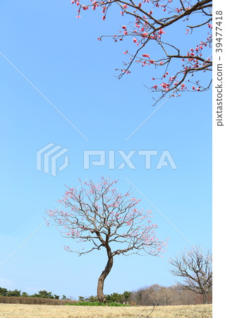 Plum tree Plum tree 39477418