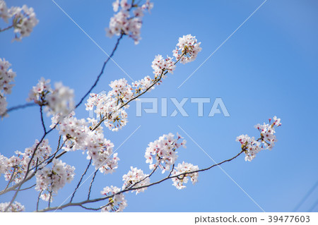 Cherry Blossoms Cherry Blossoms 39477603