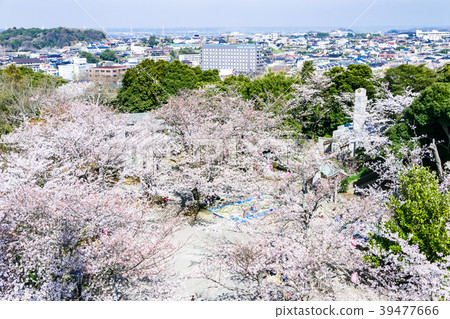Cherry blossoms and Kisarazu cityscape 39477666