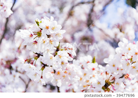 Cherry blossoms closeup 39477696
