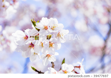 Cherry blossoms closeup 39477697
