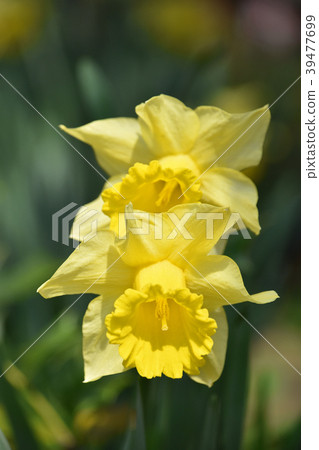 Rappersisen 39477699