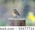紅脅藍尾鴝 39477714