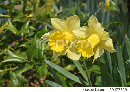 水仙 水仙 39477729