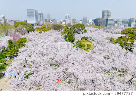 Maizuru Park 39477787
