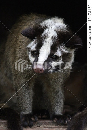 Hakubishin Face is cute but ... 39478171