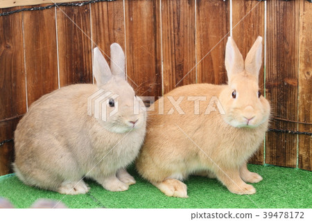 彼得兔的模特 39478172