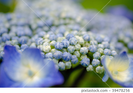 Hydrangea 2 Hydrangea 2 39478256