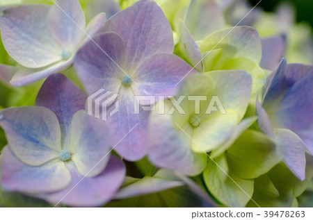 Hydrangea 13 Hydrangea 13 39478263