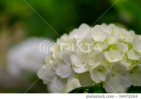 Hydrangea 14 Hydrangea 14 39478264
