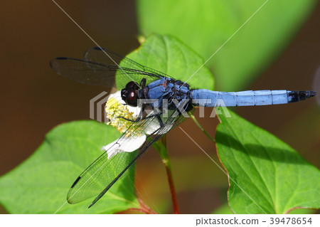 Oshiokara Tonbo (male) and Dokudami flower 39478654