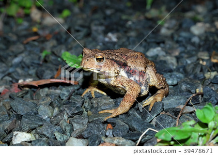 Japanese toad 39478671