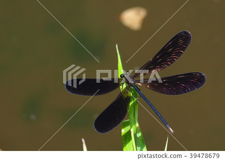 Atrocalopteryx蟬 39478679