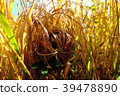 The cow's nest 39478890