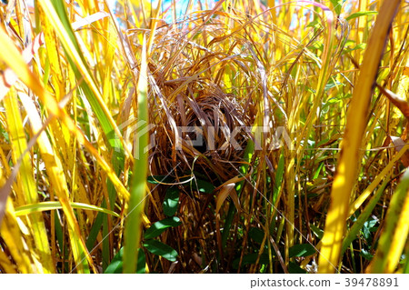 The cow's nest 39478891