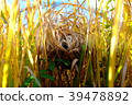 The cow's nest 39478892
