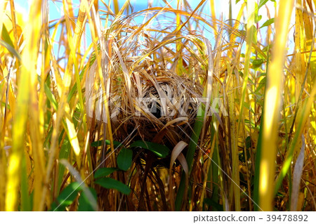 The cow's nest The cow's nest 39478892