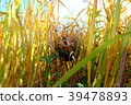 The cow's nest 39478893