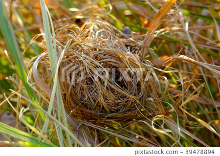 The cow's nest 39478894