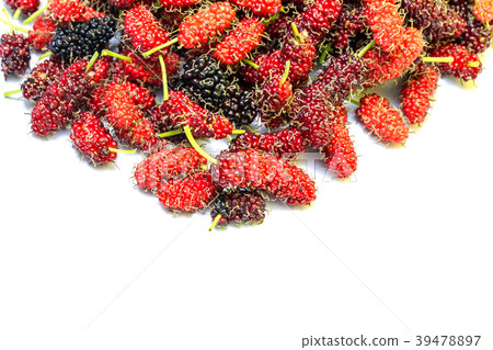 Mulberry Mulberry 39478897