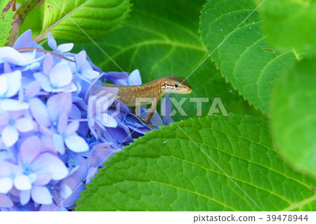 日本金魚和繡球花 日本金魚和繡球花 39478944