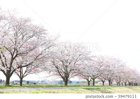 Cherry blossoms in Ainoguchi water park Cherry blossoms in Ainoguchi water park 39479111