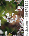 Cherry blossoms @ Tokyo 2018 01 39479122