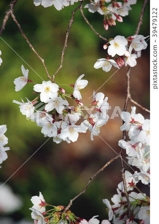 Cherry blossoms @ Tokyo 2018 01 Cherry blossoms @ Tokyo 2018 01 39479122