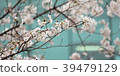 Cherry blossoms @ Tokyo 2018 04 39479129