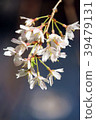 Cherry blossoms @ Tokyo 2018 05 39479131