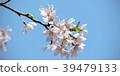 Cherry blossoms @ Tokyo 2018 06 39479133