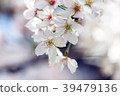 Cherry blossoms @ Tokyo 2018 07 39479136