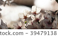 Cherry blossoms @ Tokyo 2018 08 39479138