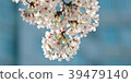 Cherry blossoms @ Tokyo 2018 09 39479140