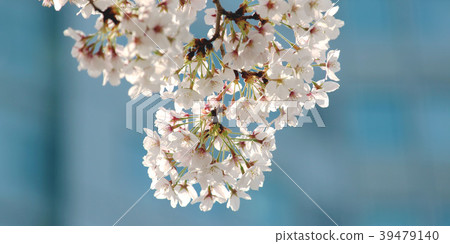 Cherry blossoms @ Tokyo 2018 09 39479140