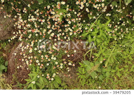Kumano Kodo Kumano Kodo 39479205