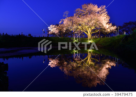 One cherry tree of Asai 39479475