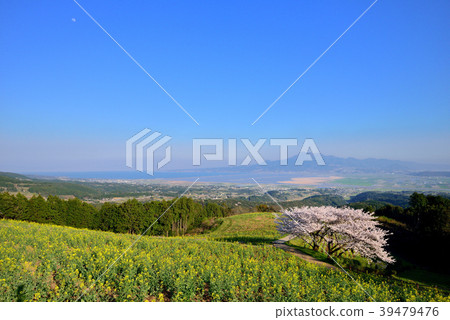 Cherry blossoms of Shirakine peak 39479476