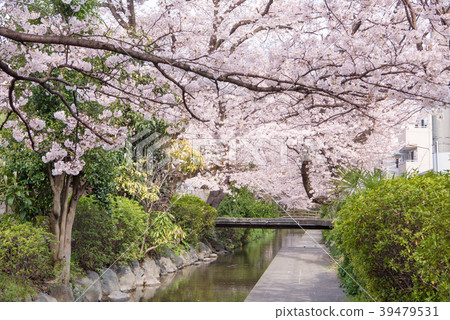 Suzukahara Tsumugi cherry blossom trees Suzukahara Tsumugi cherry blossom trees 39479531