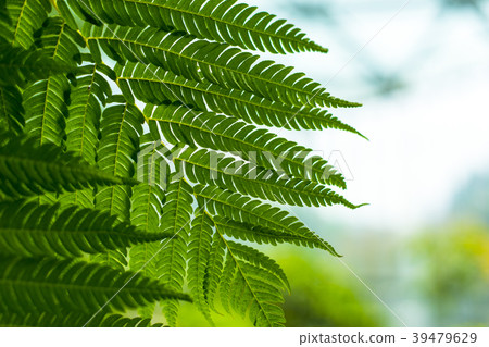 Houseplant fern indoor plant Houseplant fern indoor plant 39479629
