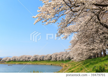 First glance Senbonzakura Ogawara 39479701