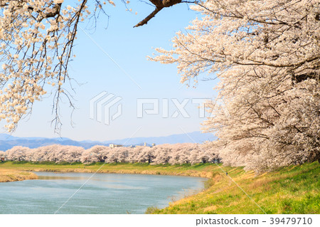 First glance Senbonzakura Ogawara 39479710