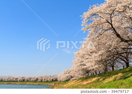First glance Senbonzakura Ogawara 39479717