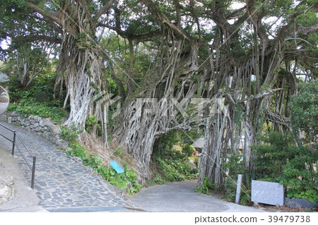 Yakushima Intermediate Banyan Tree 39479738